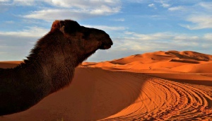 Tours from Ouarzazate