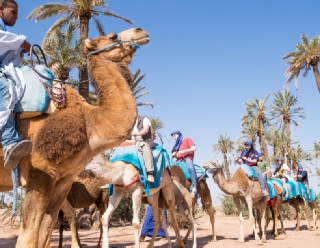 Desert and Palm Grove Camel Ride in Marrakech,Camel Ride Tour in Marrakech Palms Grove Area