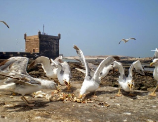 Morocco Berber Travel