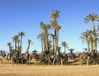 Desert and Palm Grove Camel Ride in Marrakech,Camel Ride Tour in Marrakech Palms Grove Area
